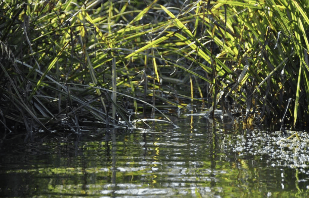 Kiselalger i vattendrag i Tyresån 2012